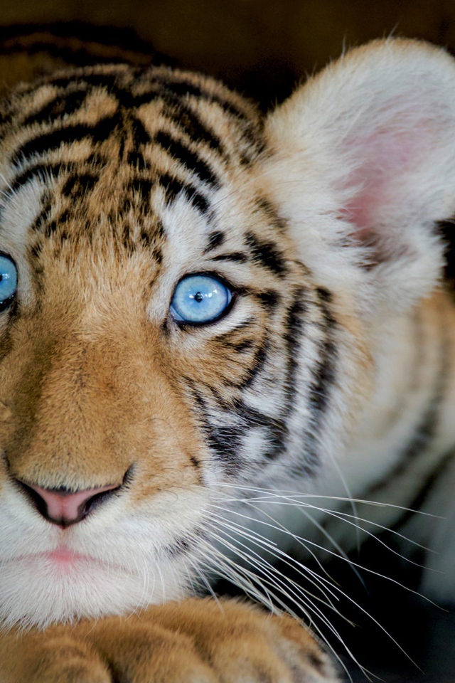 Маленький милый голубоглазый тигренок