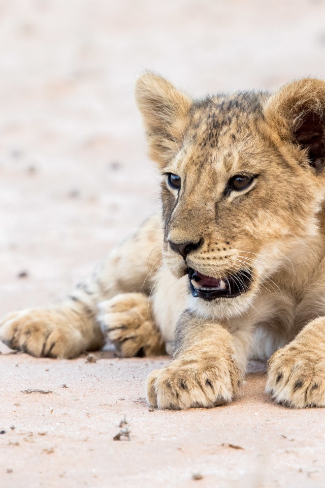 Маленький забавный львенок лежит на песке