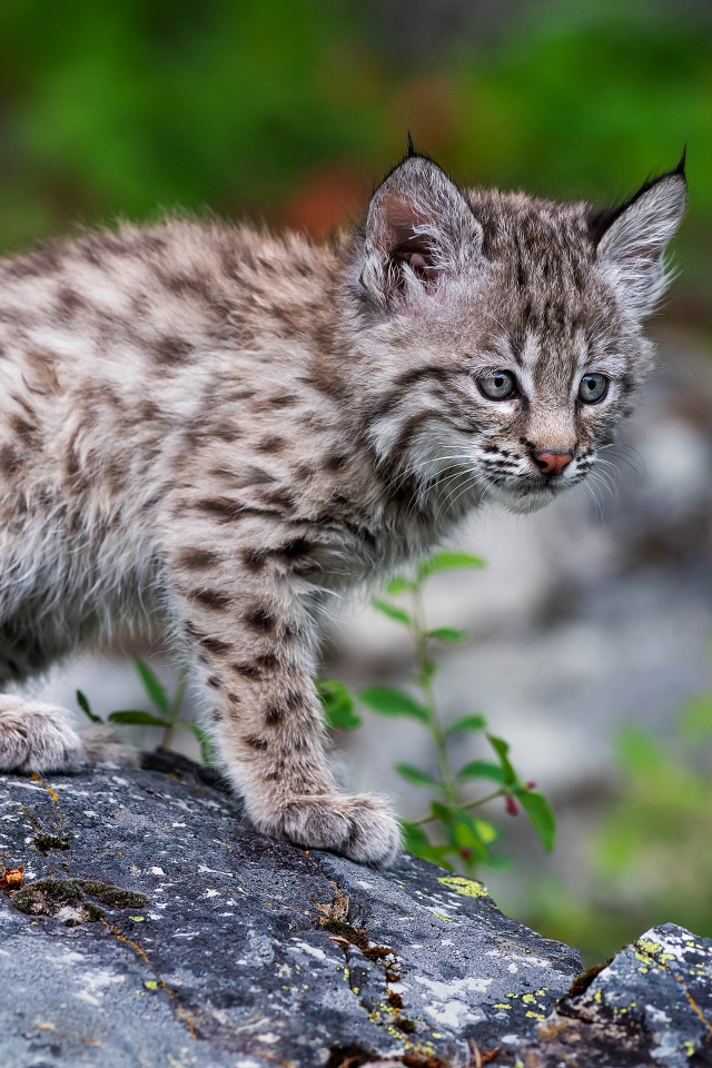 Маленький детеныш рыси стоит на камне