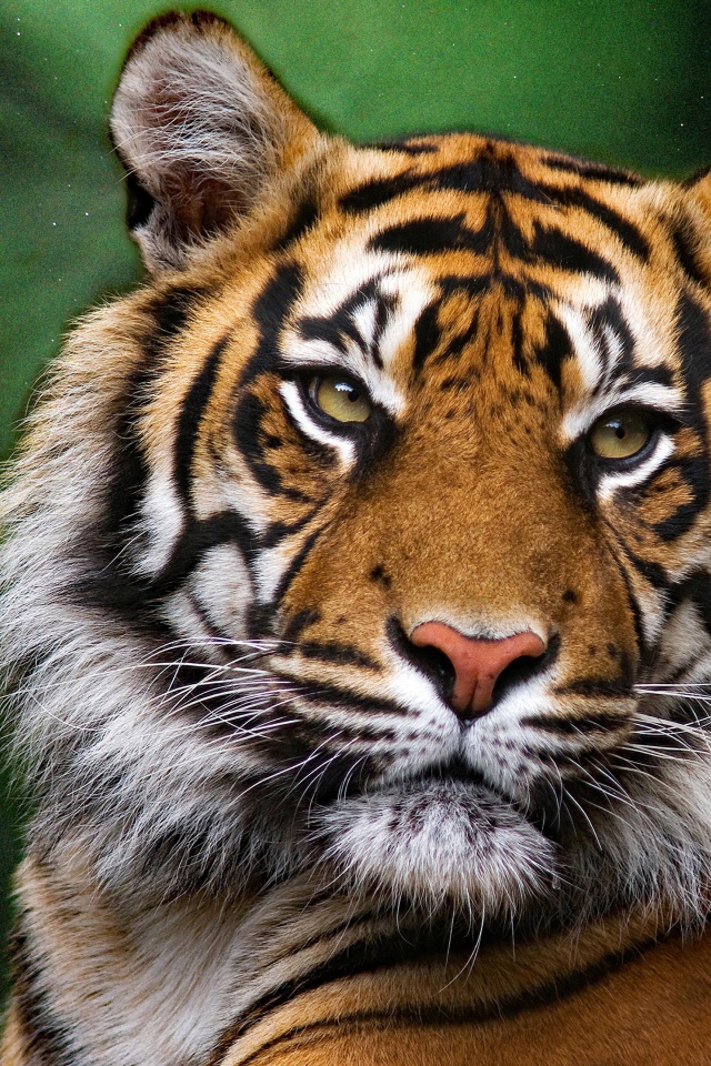 Морда большого полосатого тигра на зеленом фоне