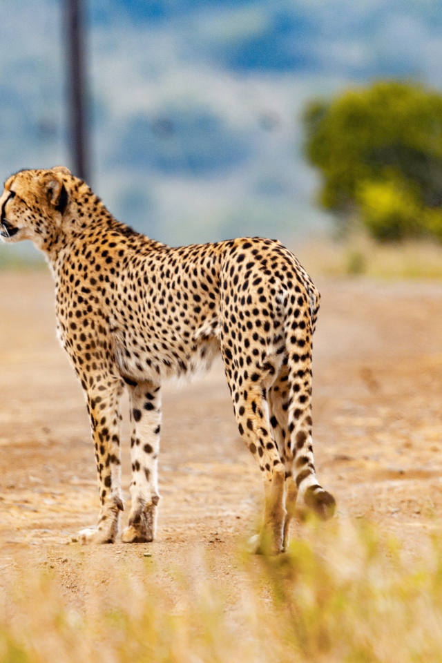 Хищный гепард в тропической саванне 