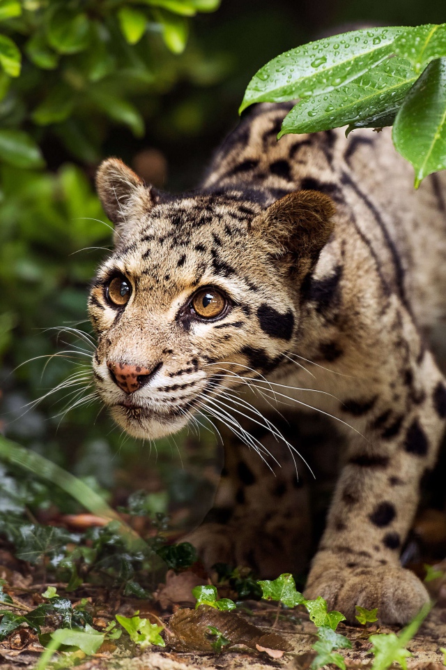 Хищный оцелот на охоте 