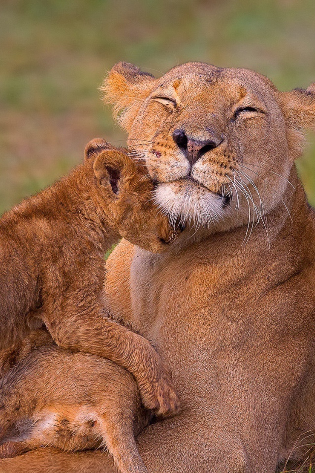 Довольная мама львица с львятами на траве