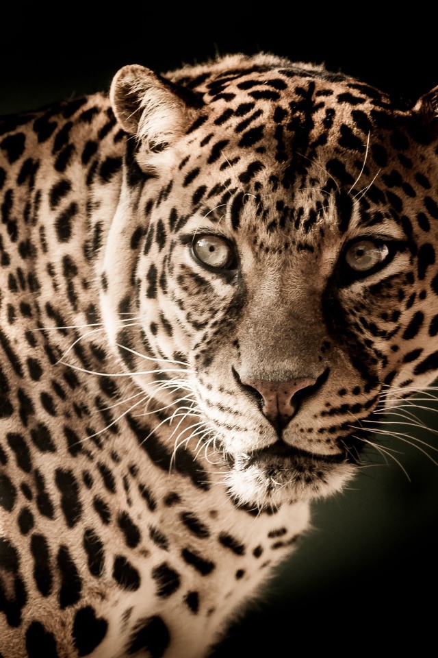 Серьезный взгляд большого пятнистого леопарда 