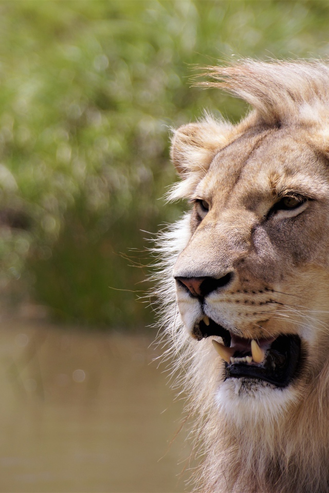 Острые клыки сурового африканского льва