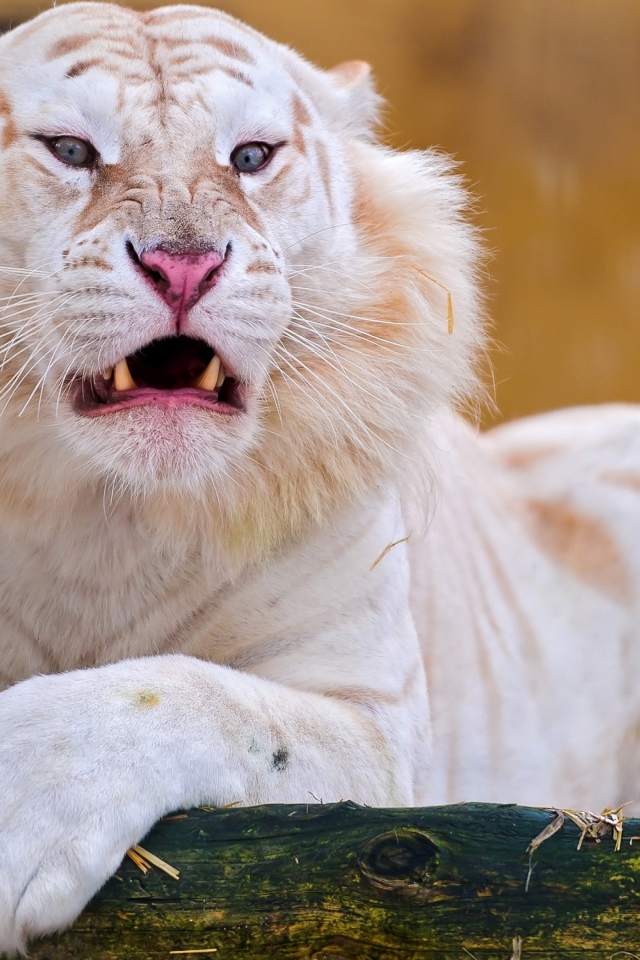 Острые клыки грозного белого тигра 