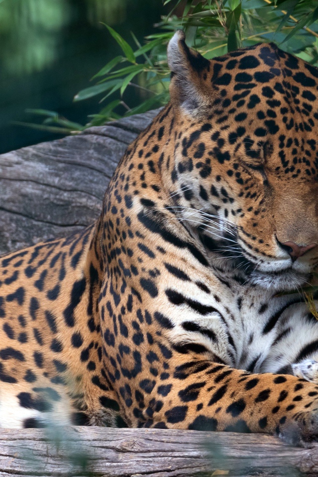 Пятнистый ягуар спит на дереве 