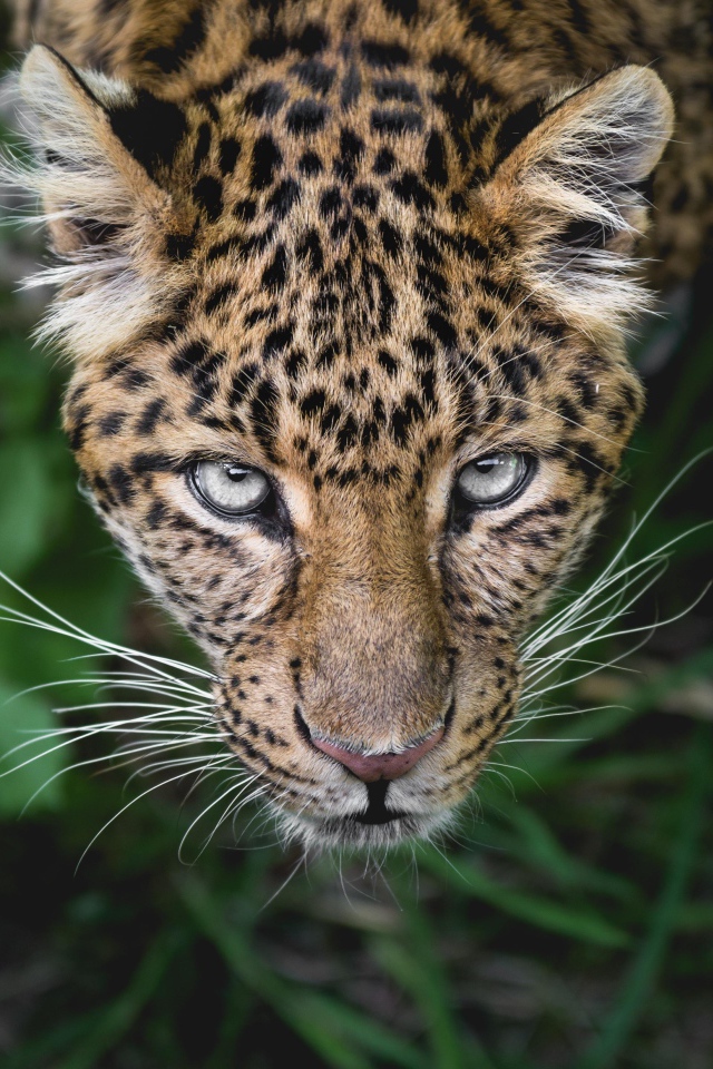 Пятнистый леопард смотрит на верх 