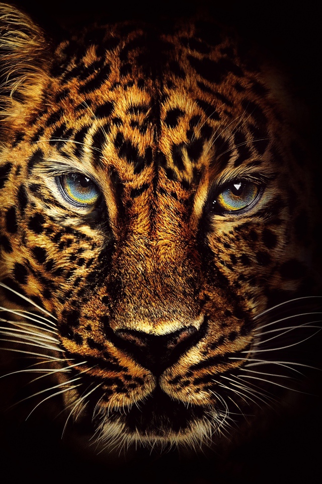 Морда пятнистого леопарда с голубыми глазами на черном фоне