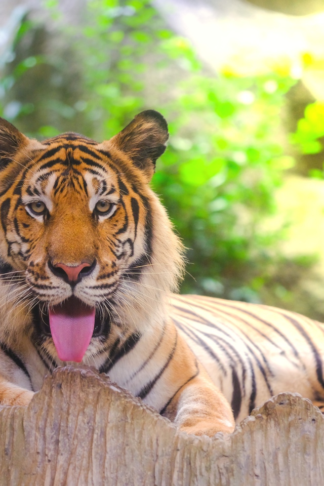 Полосатый тигр с высунутым языком лежит в зоопарке