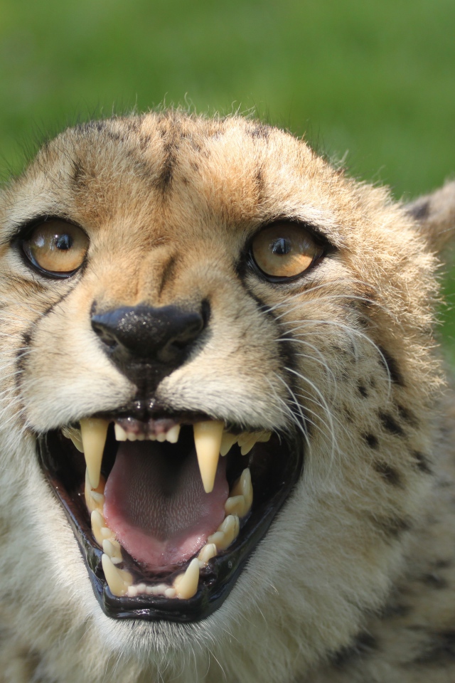 Грозный оскал гепарда с острыми клыками 