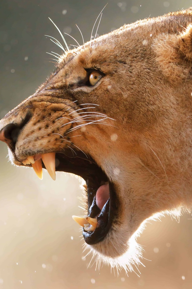 Грозный оскал львицы крупным планом