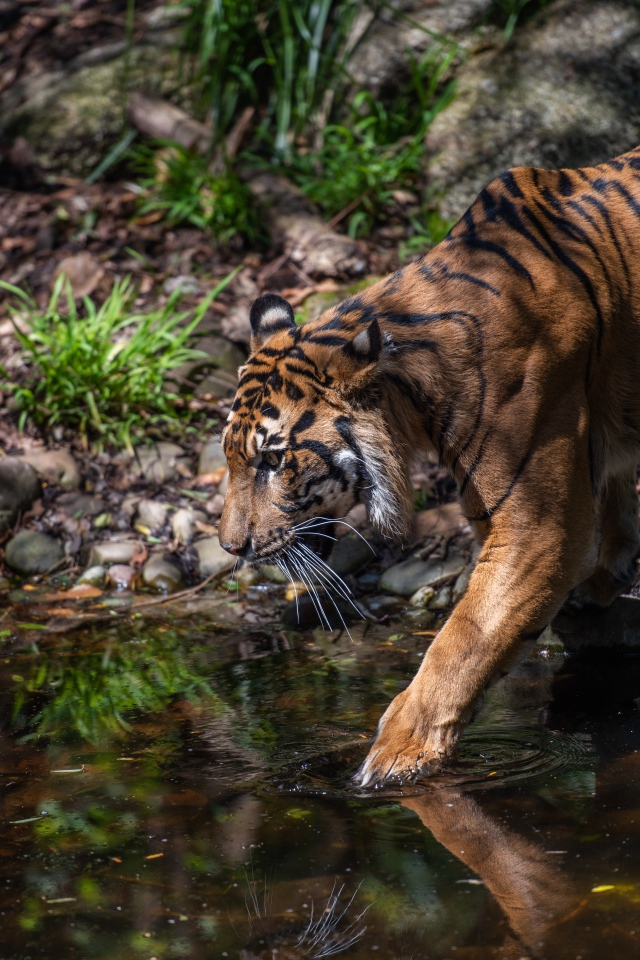 Большой полосатый тигр идет к водопою 