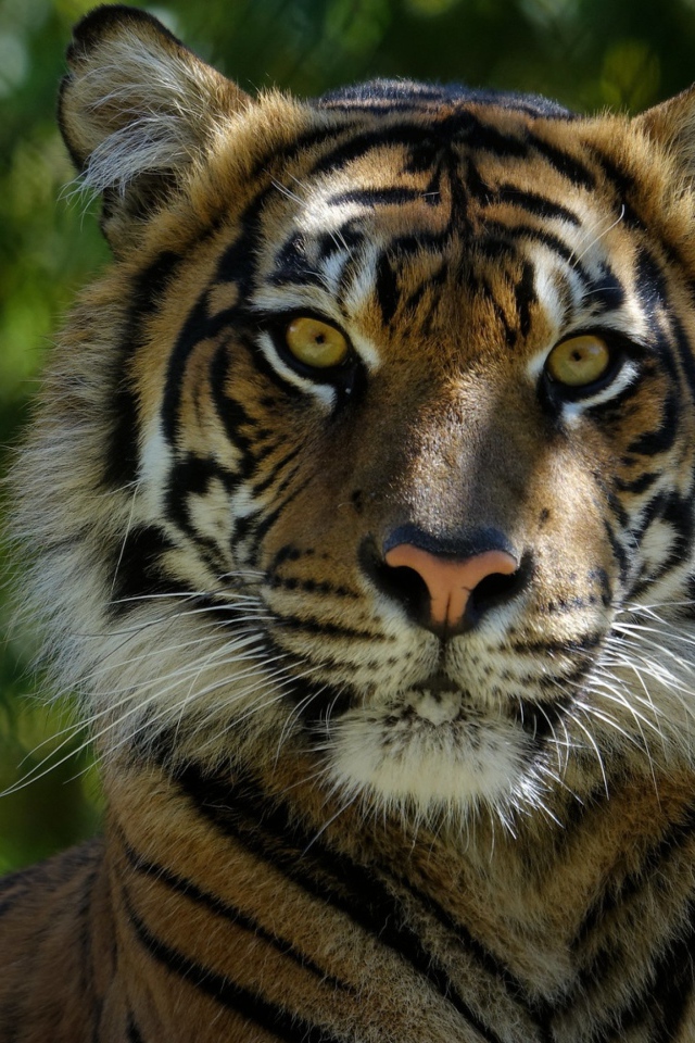 Морда большого  тигра крупным планом