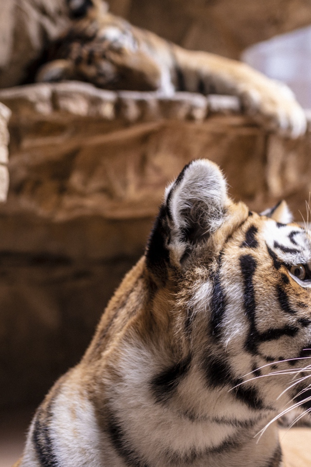 Морда полосатого тигра у камней в зоопарке 