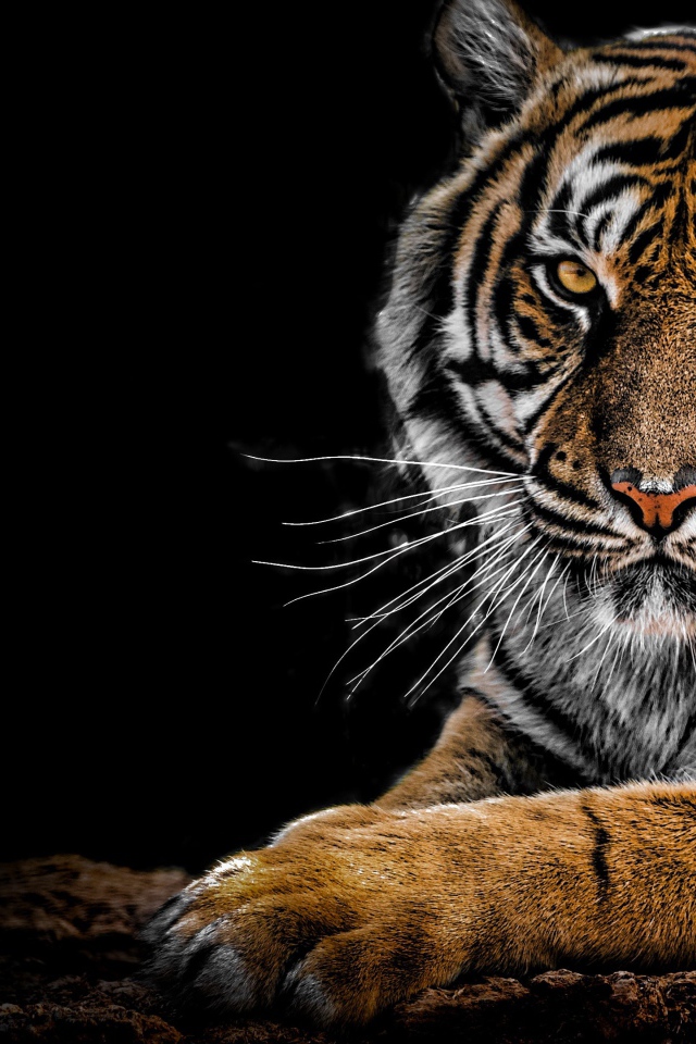 Суровый полосатый тигр лежит на черном фоне