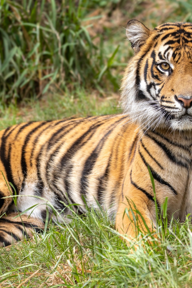 The striped tiger lies on a green grass.