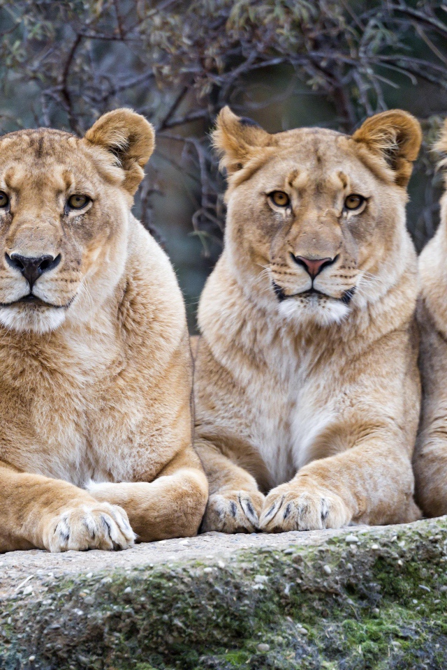 Три большие львицы лежат на камне в зоопарке 