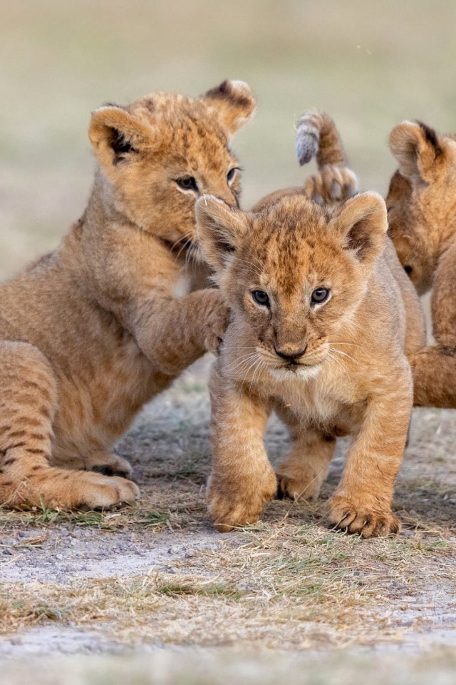 Три маленьких львенка играют на земле