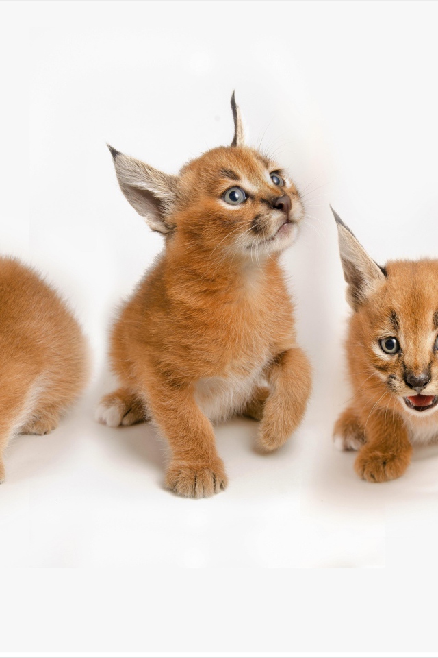 Три маленьких котенка рыси на белом фоне