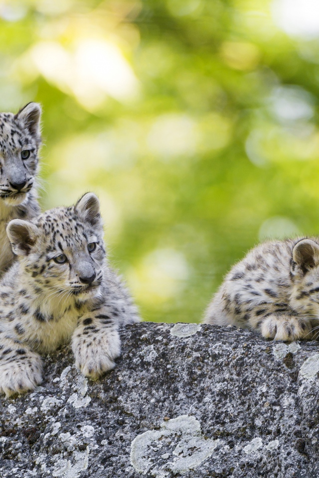 Три маленьких котенка снежного барса лежат на камне
