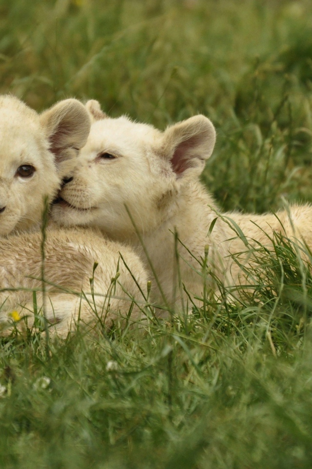 Три маленьких белых львенка лежат на зеленой траве
