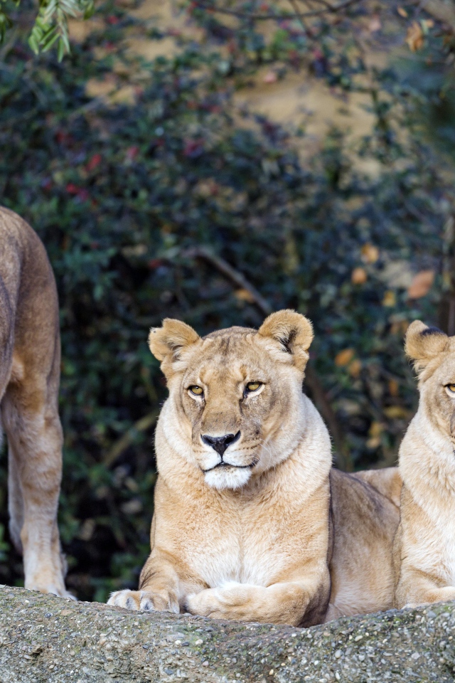 Три величественные львицы отдыхают на солнце