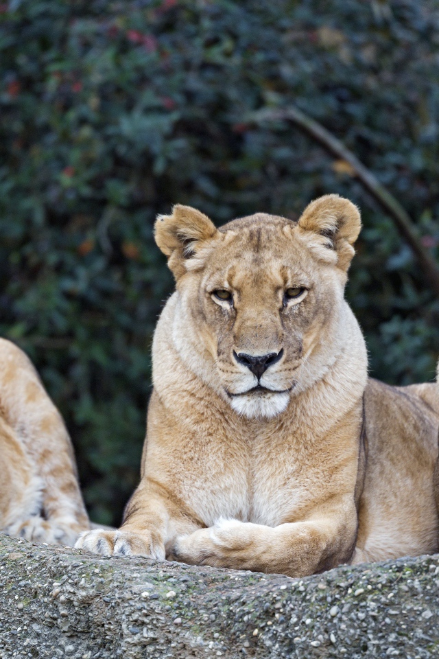 Три серьезные большие львицы лежат на камне