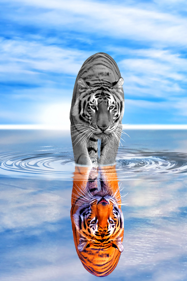 Тигр отражается в воде на фоне голубого неба 
