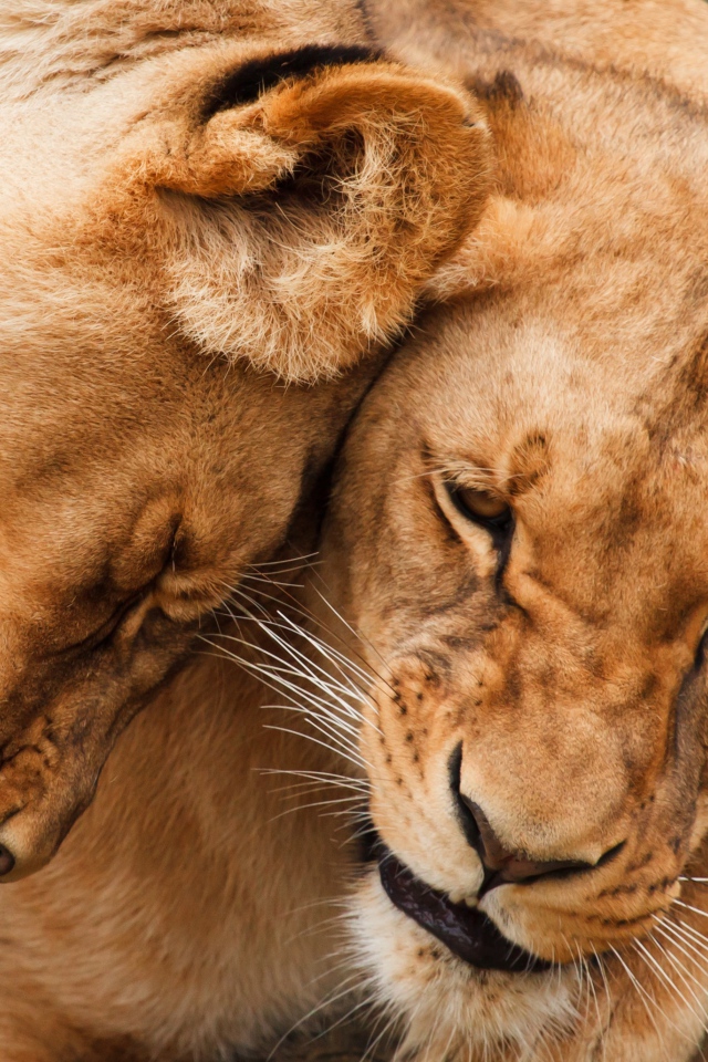 Две большие ласковые львицы 