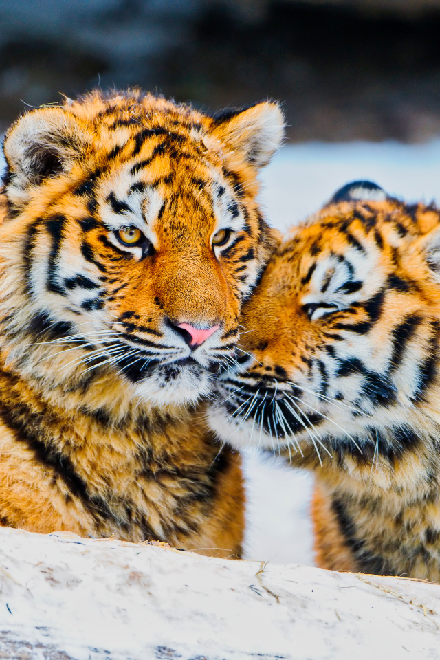 Два влюбленных тигра в заснеженном лесу