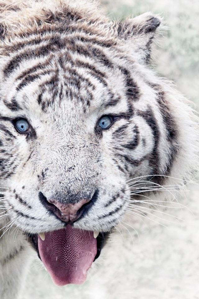 Белый голубоглазый тигр в высунутым языком