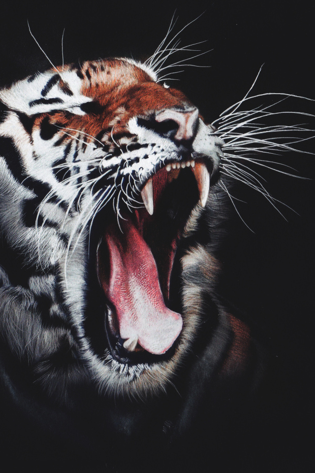 Зевающий полосатый тигр на черном фоне