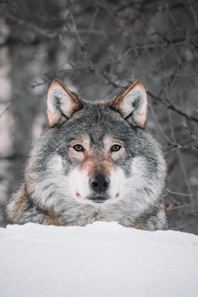 Большой серый волк сидит на снегу 