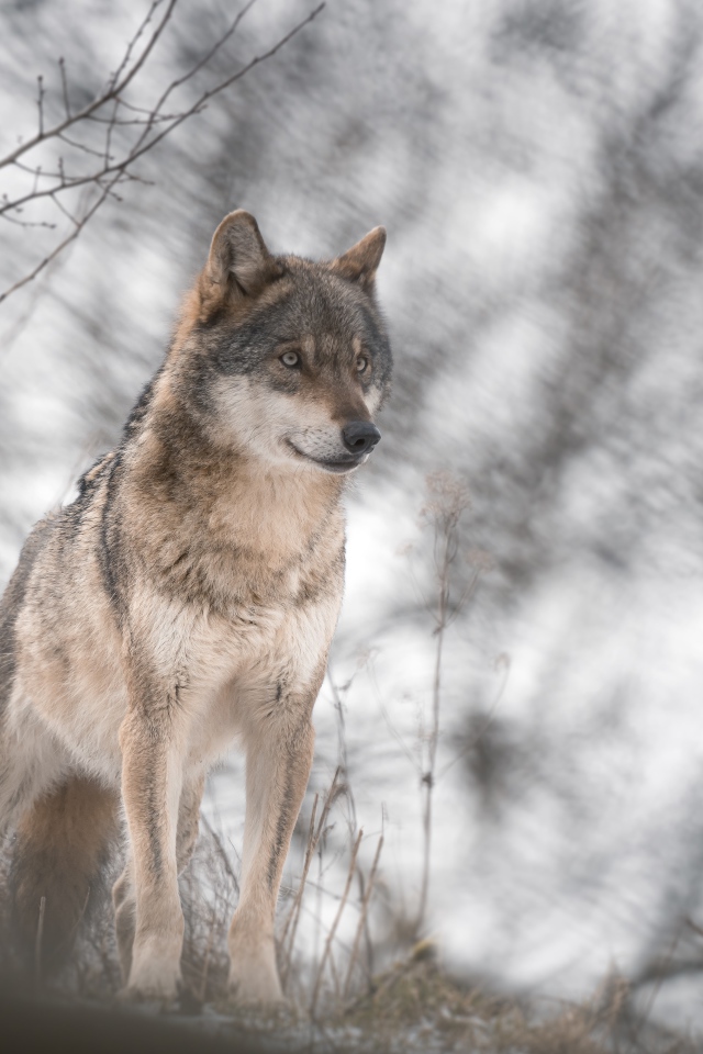 Big gray wolf stands in a cold forest