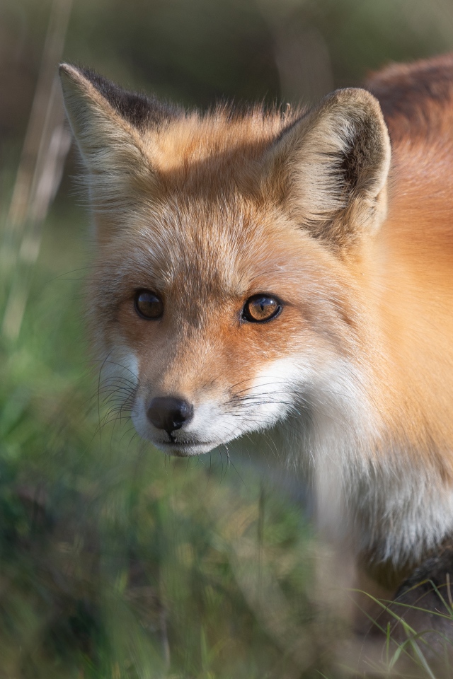 Big red fox in green grass
