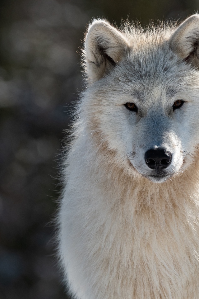 Большой белый волк с умным взглядом 