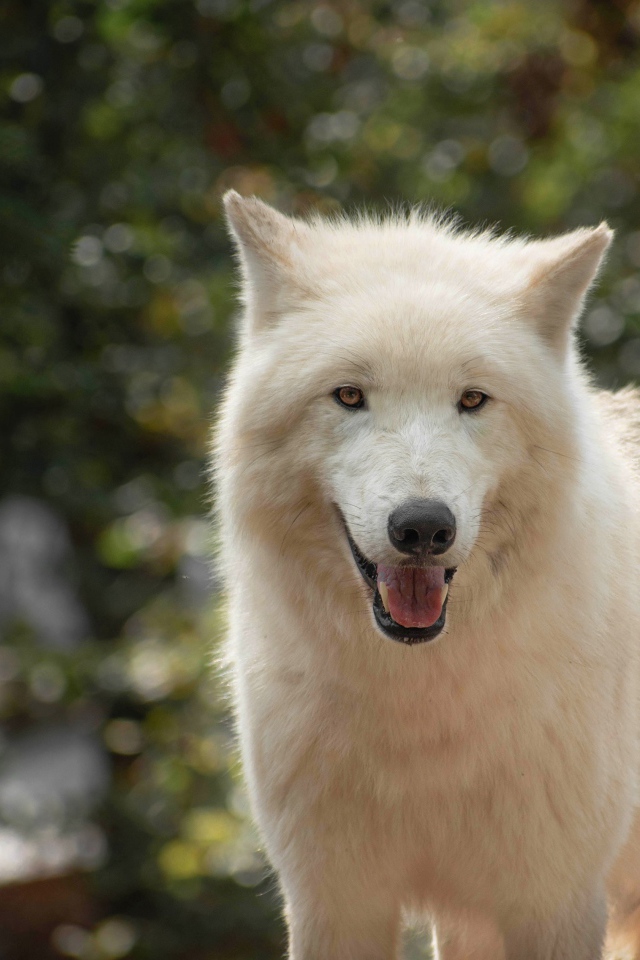 Большой белый волк с высунутым языком 