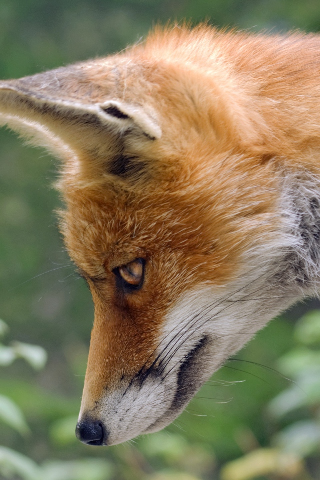 Рыжая лиса смотрит вниз 