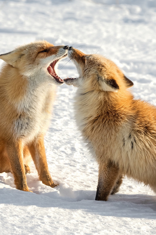 Две милые рыжие лисы на снегу 