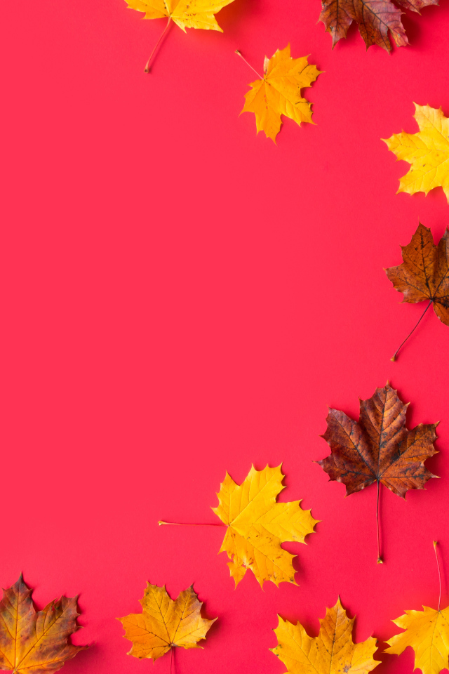 Опавшие осенние кленовые листья на красном фоне