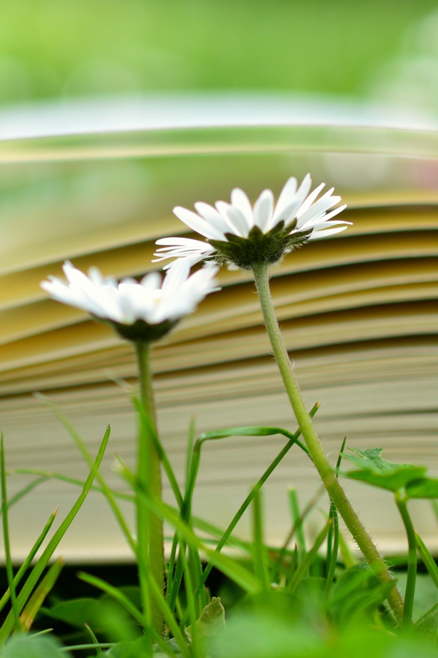 Открытая книга лежит на траве с белыми цветами