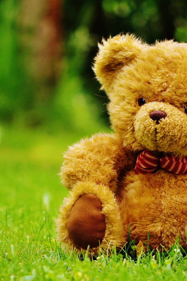 Beautiful teddy bear on green grass