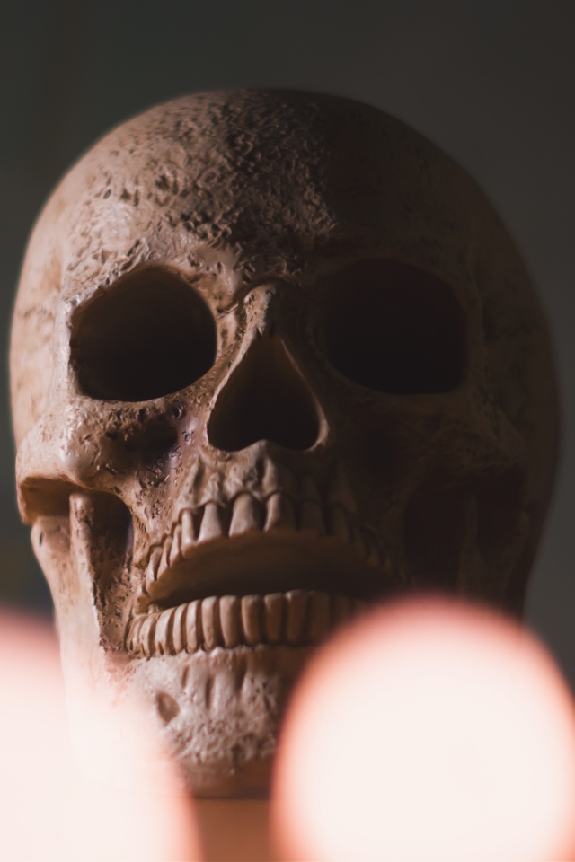 Большой череп на столе крупным планом