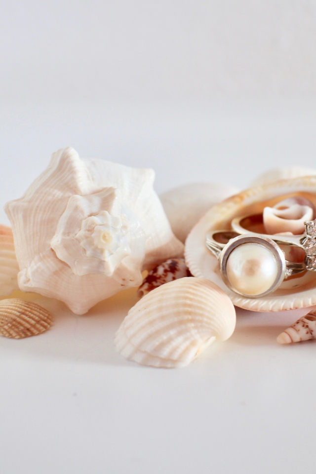 Rings and seashells on white background