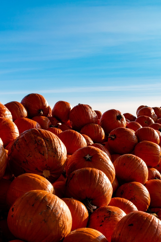 Много спелой оранжевой тыквы на поле на фоне голубого неба 