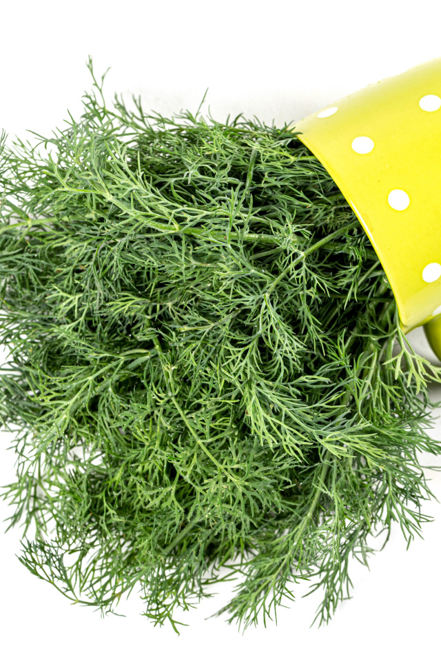 Пучок зеленого укропа в чашке на белом фоне