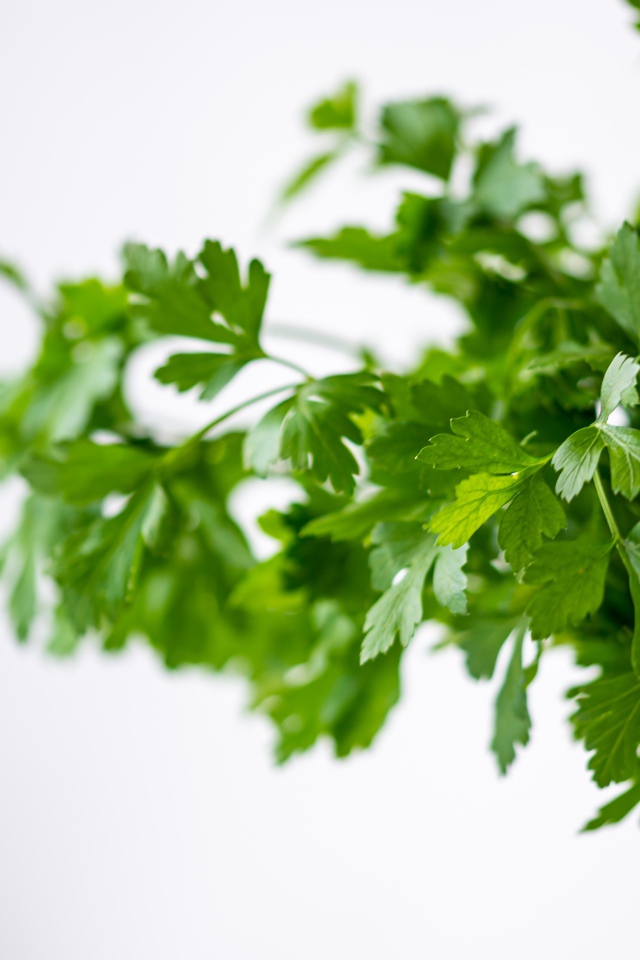 Fresh parsley in a vase on a white background