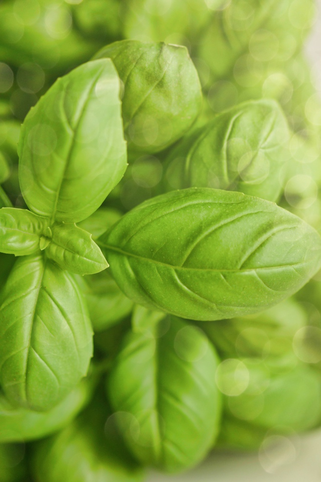 Зеленые листья базилика крупным планом