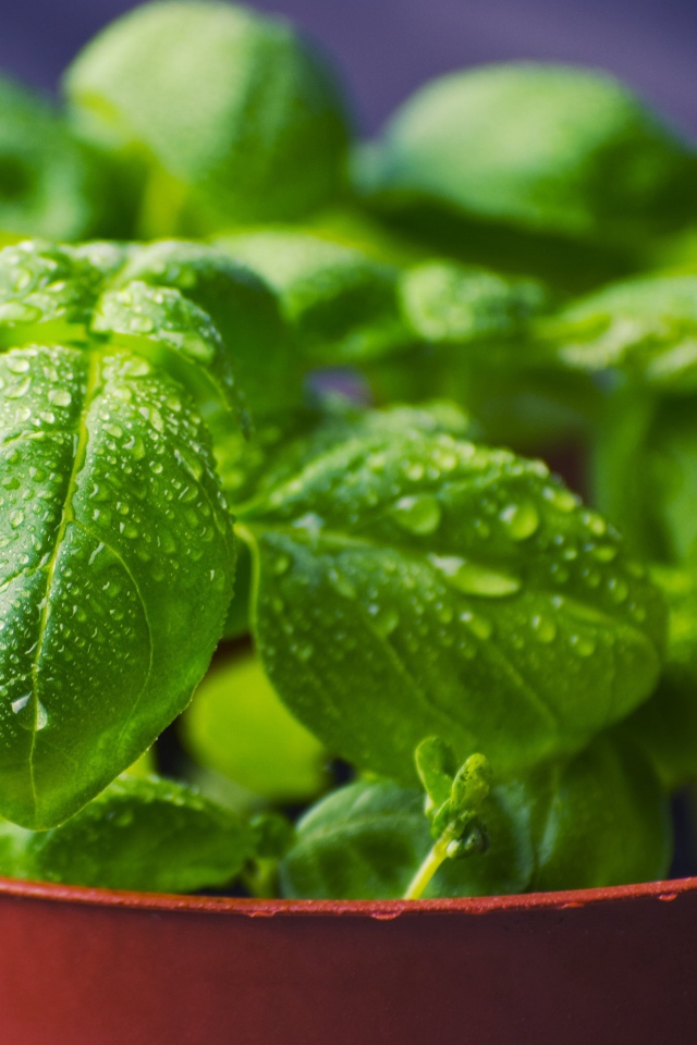 Зеленые листья базилика в каплях росы в горшке 